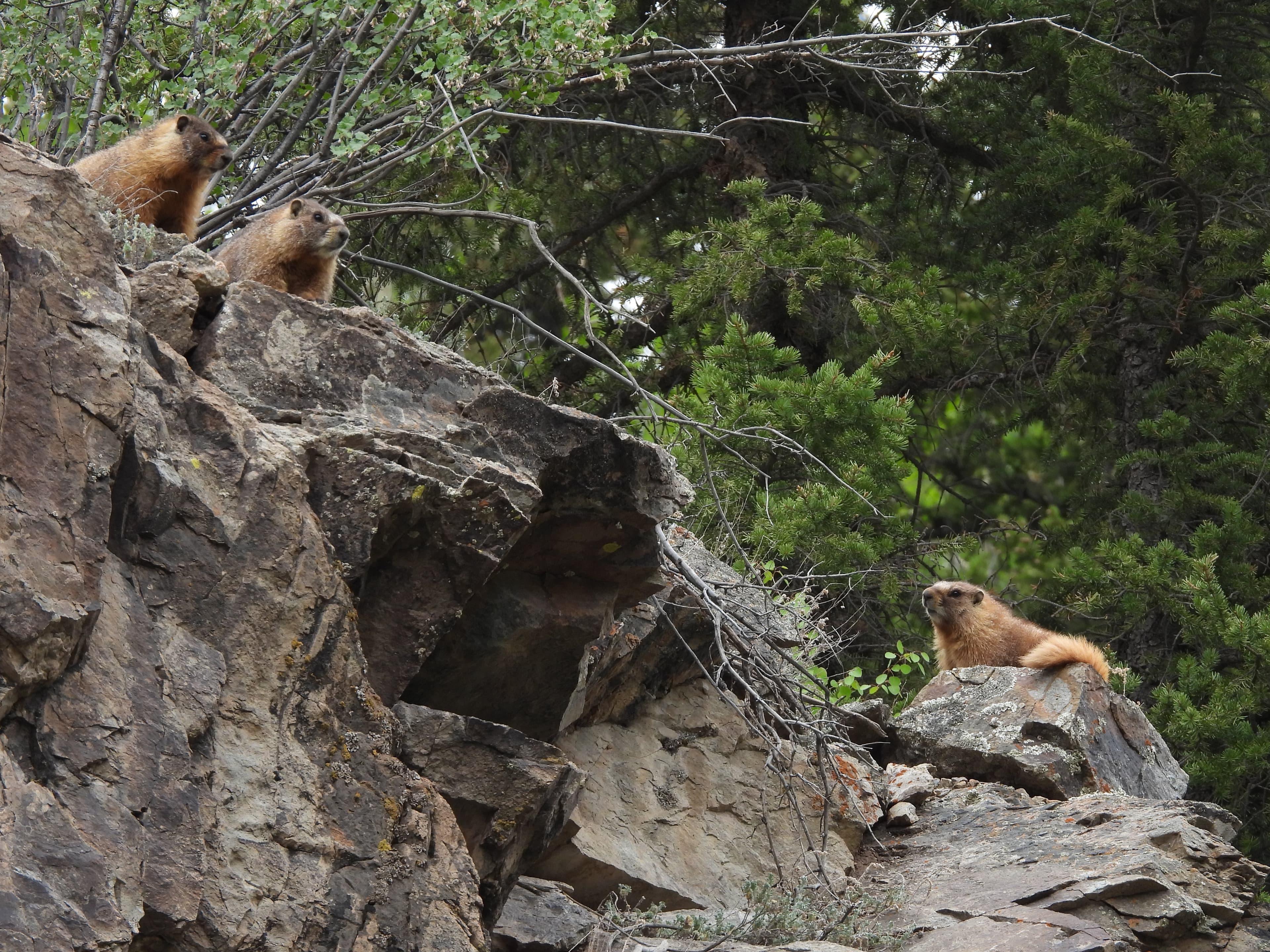 Three marmots on a rocky cliffside