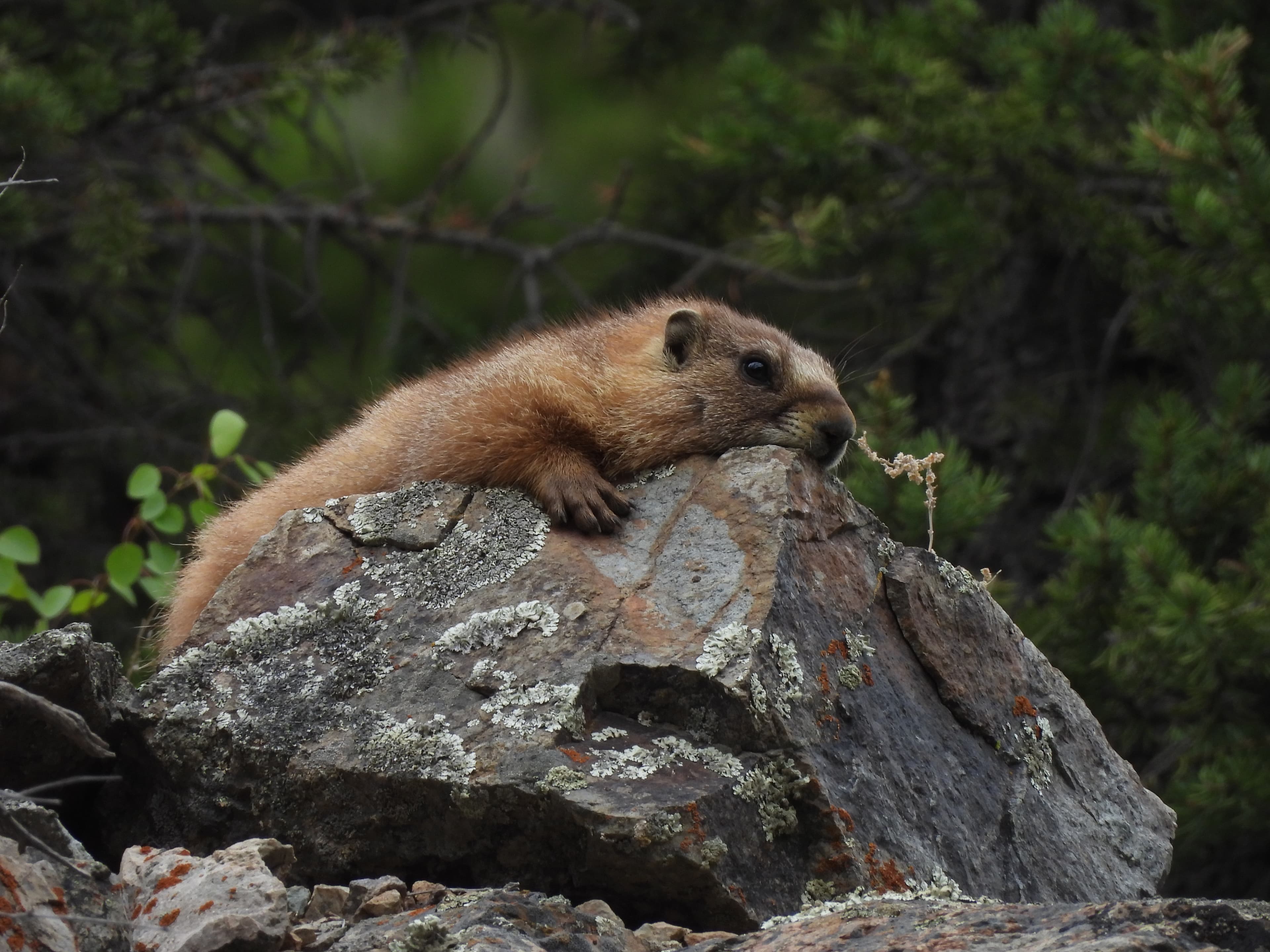 Marmot resting on a lichen-covered boulder