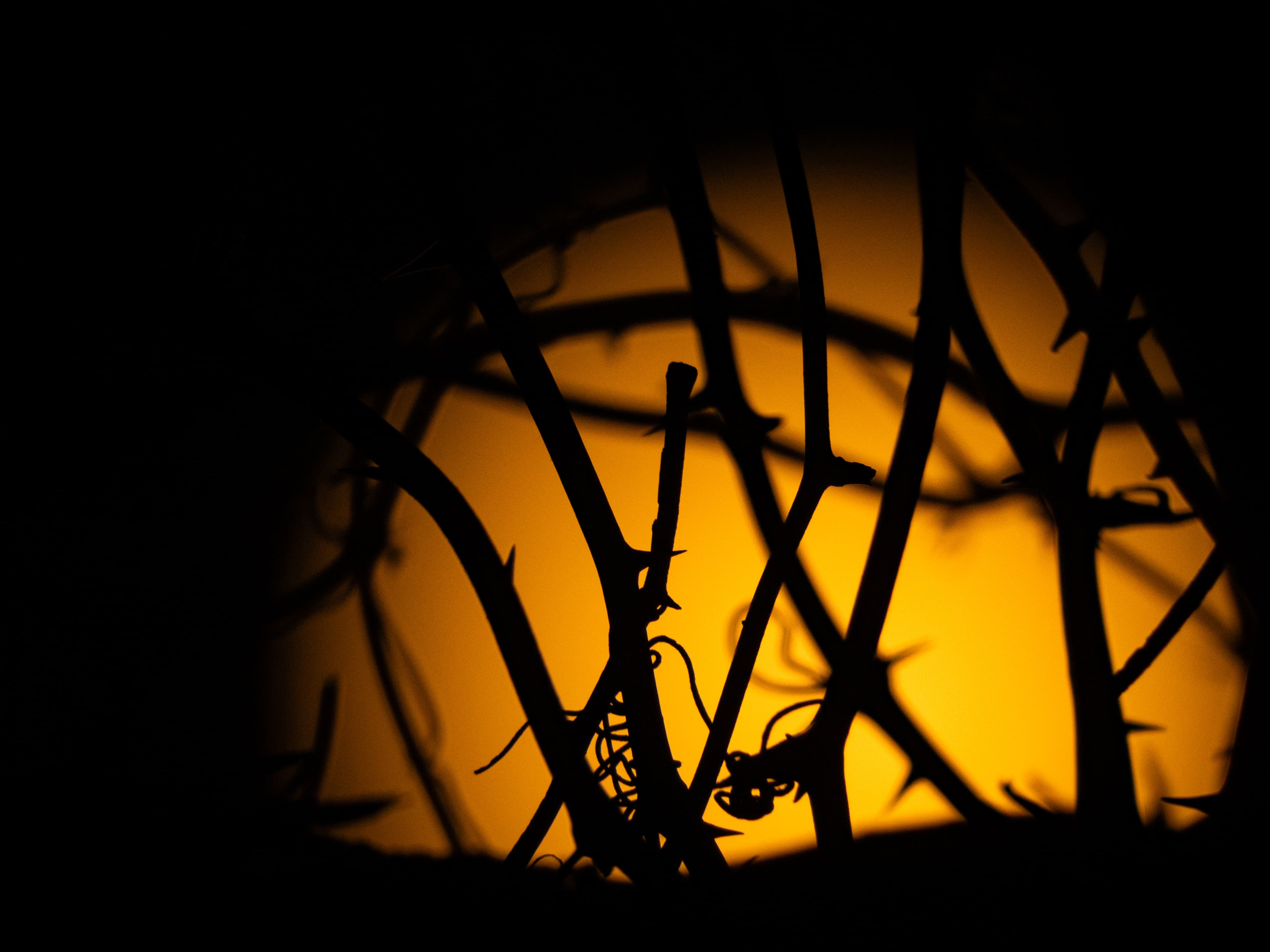 Tangled thorny branches silhouetted against a glowing orange sun