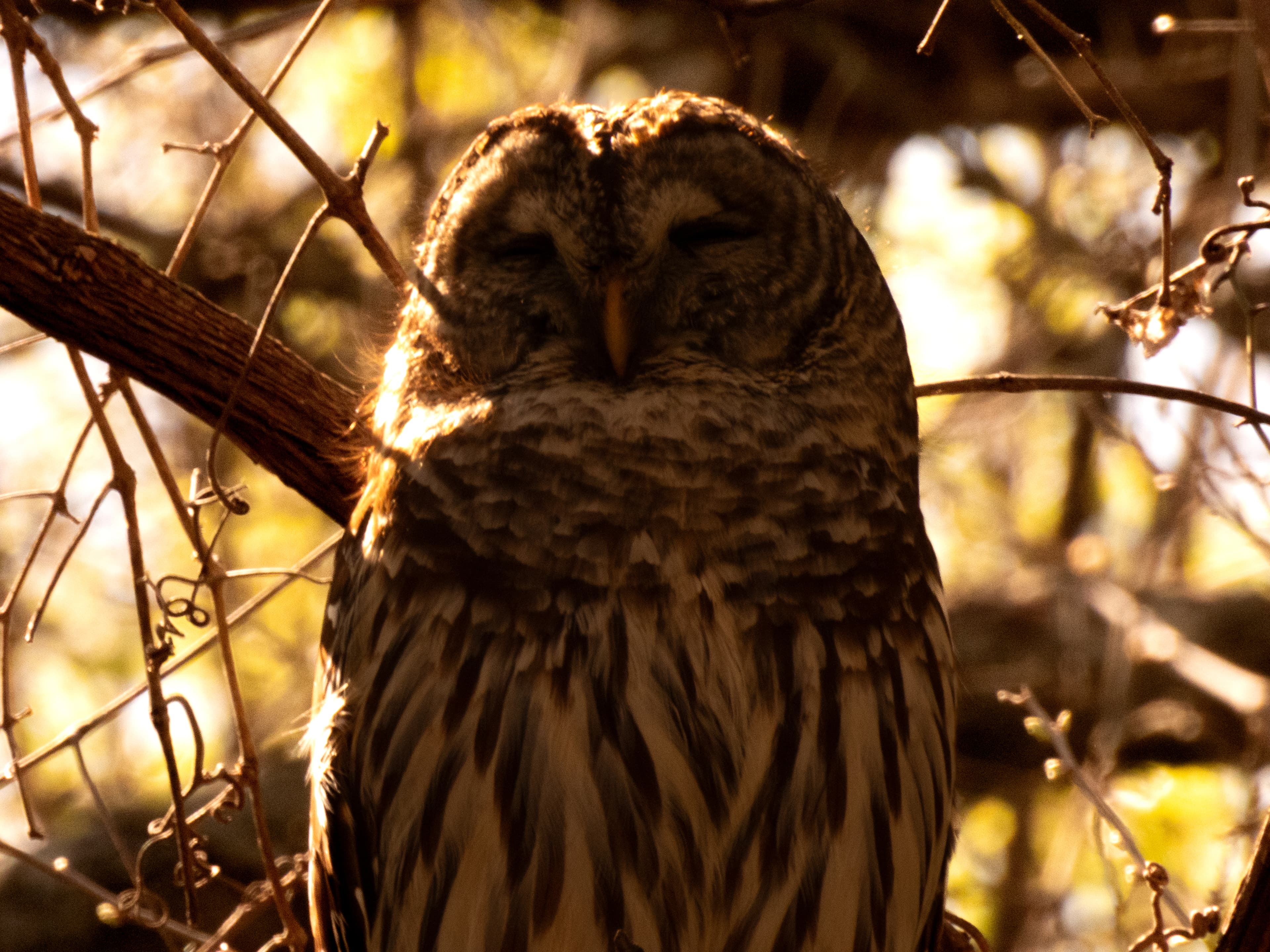 Barred owl resting in golden afternoon light