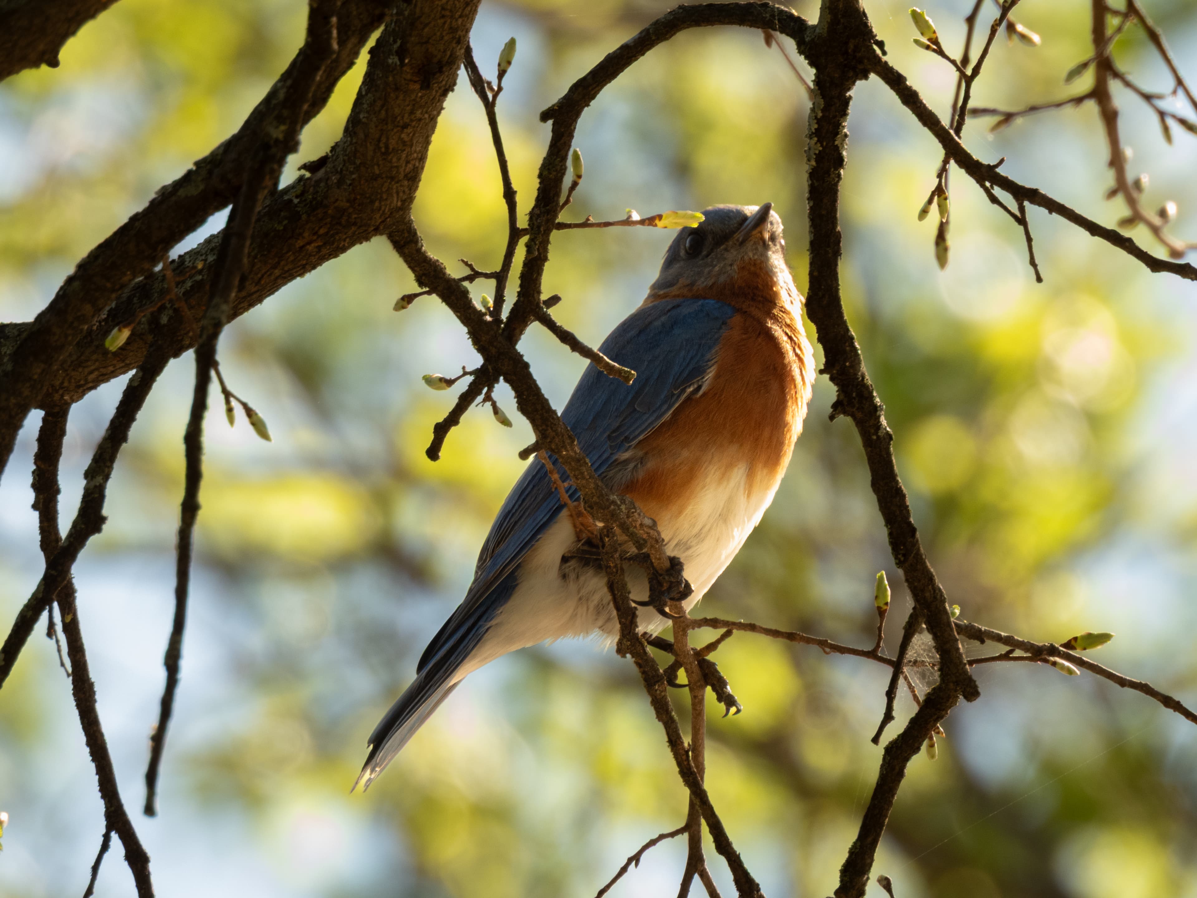 Eastern bluebird with a leaf, perched in spring branches