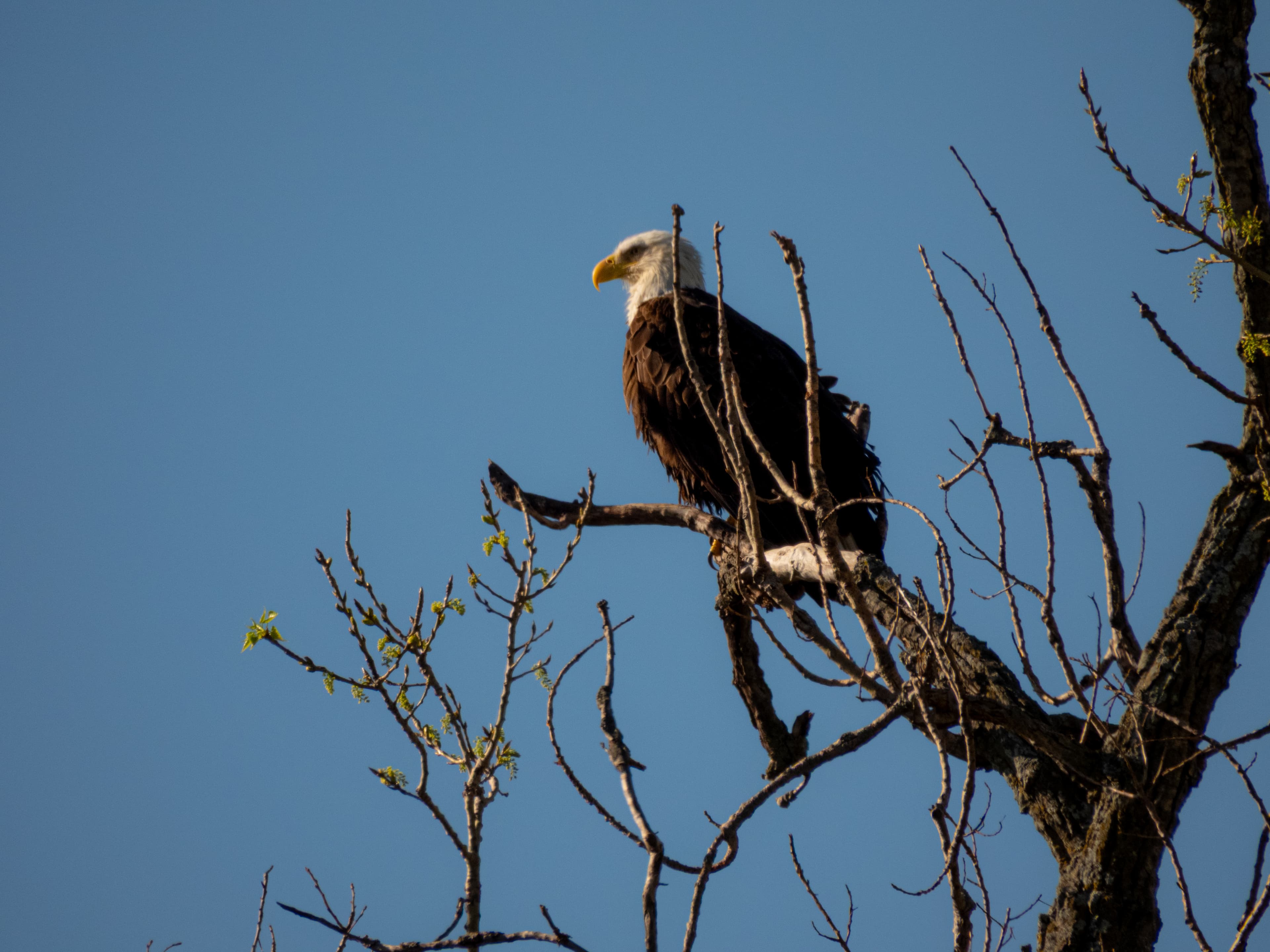 Bald eagle perched on bare branches against a clear blue sky